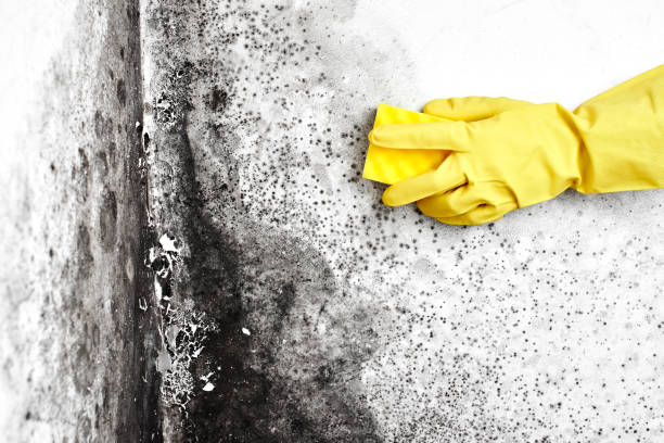 Best Crawl Space Mold Remediation  in Westchase, FL