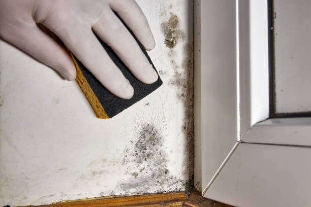 Trusted Westchase, FL Mold Removal Experts